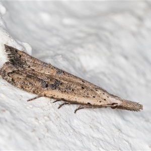 Carposina latebrosa at Melba, ACT - 20 Oct 2024 09:28 PM