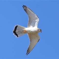 Falco cenchroides at Strathnairn, ACT - 10 Oct 2024 10:33 AM