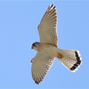 Falco cenchroides at Strathnairn, ACT - 10 Oct 2024 10:33 AM