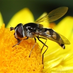 Simosyrphus grandicornis (Common hover fly) at Acton, ACT - 17 Oct 2024 by TimL