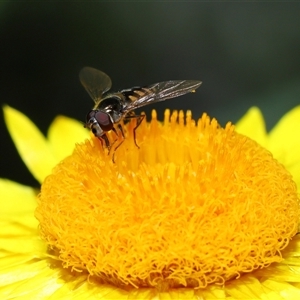 Simosyrphus grandicornis at Acton, ACT - 17 Oct 2024 10:40 AM