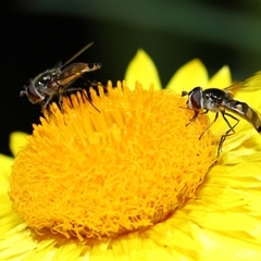 Simosyrphus grandicornis at Acton, ACT - 17 Oct 2024 10:40 AM