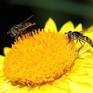 Simosyrphus grandicornis at Acton, ACT - 17 Oct 2024 10:40 AM