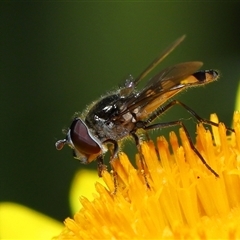 Simosyrphus grandicornis at Acton, ACT - 17 Oct 2024 10:40 AM