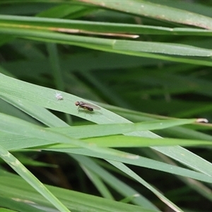 Diptera (order) at Lyons, ACT - 21 Oct 2024 11:47 AM