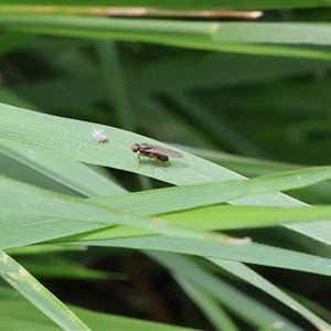 Diptera (order) at Lyons, ACT - 21 Oct 2024 11:47 AM