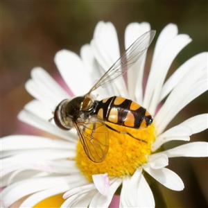 Simosyrphus grandicornis at Chisholm, ACT - 20 Oct 2024