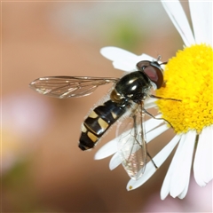 Melangyna viridiceps (Hover fly) at Chisholm, ACT - 20 Oct 2024 by RomanSoroka