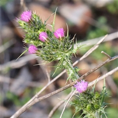 Carduus tenuiflorus (Winged Slender Thistle) at Acton, ACT - 19 Oct 2024 by ConBoekel