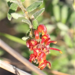 Grevillea alpina (Mountain Grevillea / Cat's Claws Grevillea) at Acton, ACT - 19 Oct 2024 by ConBoekel