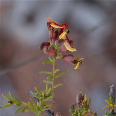 Dillwynia phylicoides (A Parrot-pea) at Acton, ACT - 20 Oct 2024 by ConBoekel