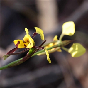 Diuris sulphurea at Acton, ACT - 20 Oct 2024