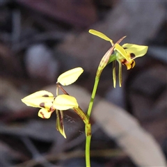 Diuris sulphurea at Acton, ACT - 20 Oct 2024