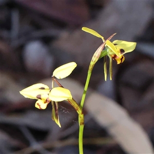 Diuris sulphurea at Acton, ACT - 20 Oct 2024