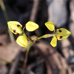 Diuris sulphurea at Acton, ACT - 20 Oct 2024