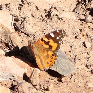 Vanessa kershawi at Acton, ACT - 20 Oct 2024 08:42 AM