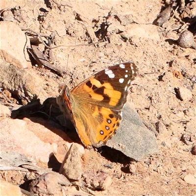 Vanessa kershawi (Australian Painted Lady) at Acton, ACT - 20 Oct 2024 by ConBoekel