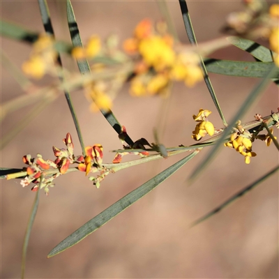 Daviesia mimosoides (Bitter Pea) at Acton, ACT - 20 Oct 2024 by ConBoekel