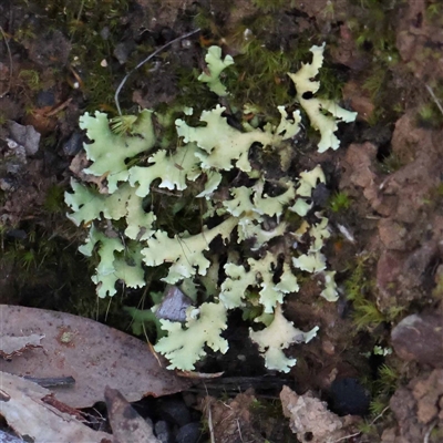 Unverified Lichen at Acton, ACT - 20 Oct 2024 by ConBoekel