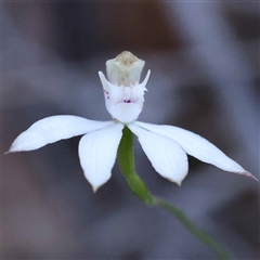 Caladenia moschata (Musky Caps) at Acton, ACT - 19 Oct 2024 by ConBoekel