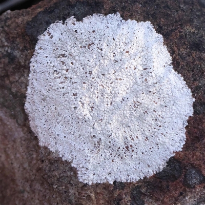 Unverified Lichen at Acton, ACT - 20 Oct 2024 by ConBoekel