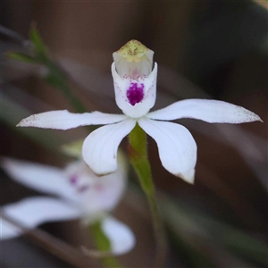 Caladenia moschata at Acton, ACT - suppressed