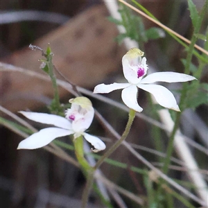 Caladenia moschata at Acton, ACT - suppressed