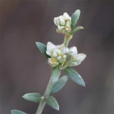Mirbelia oxylobioides (Mountain Mirbelia) at Acton, ACT - 20 Oct 2024 by ConBoekel