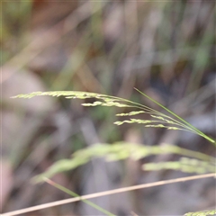 Poa sieberiana (Poa Tussock) at Acton, ACT - 20 Oct 2024 by ConBoekel