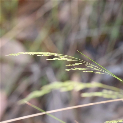 Poa sieberiana (Poa Tussock) at Acton, ACT - 20 Oct 2024 by ConBoekel