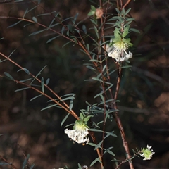 Pimelea linifolia subsp. linifolia (Queen of the Bush, Slender Rice-flower) at Acton, ACT - 19 Oct 2024 by ConBoekel