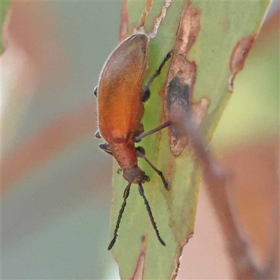 Ecnolagria grandis (Honeybrown beetle) at Acton, ACT - 19 Oct 2024 by ConBoekel