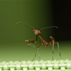 Mantodea (order) (Unidentified praying mantis) at Downer, ACT - 21 Oct 2024 by RobertD