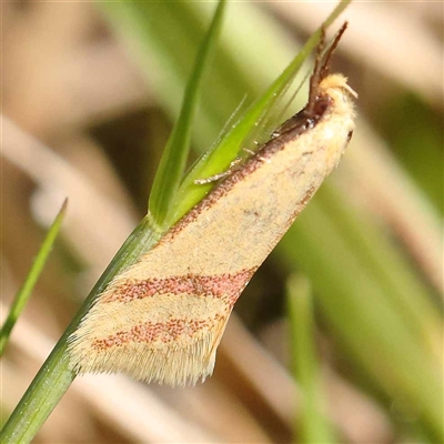 Coeranica isabella (A Concealer moth) at Acton, ACT - 20 Oct 2024 by ConBoekel