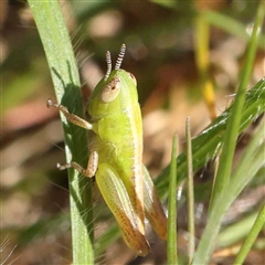 Unidentified Grasshopper, Cricket or Katydid (Orthoptera) at Acton, ACT - 19 Oct 2024 by ConBoekel