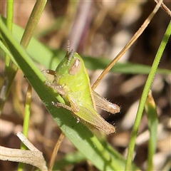 Bermius brachycerus at Acton, ACT - 20 Oct 2024 09:15 AM