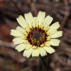 Tolpis barbata (Yellow Hawkweed) at Acton, ACT - 20 Oct 2024 by ConBoekel