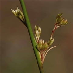 Juncus sp. (A Rush) at Acton, ACT - 20 Oct 2024 by ConBoekel