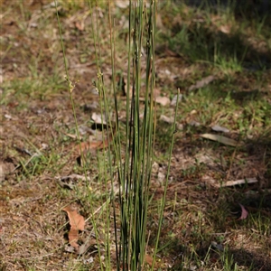 Juncus sp. at Acton, ACT - 20 Oct 2024 09:21 AM