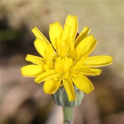 Hypochaeris radicata (Cat's Ear, Flatweed) at Acton, ACT - 20 Oct 2024 by ConBoekel