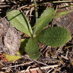 Hypochaeris radicata at Acton, ACT - 20 Oct 2024 09:21 AM