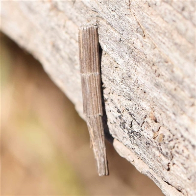 Lepidoscia arctiella (Tower Case Moth) at Acton, ACT - 19 Oct 2024 by ConBoekel