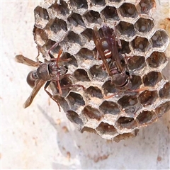 Ropalidia plebeiana (Small brown paper wasp) at Acton, ACT - 20 Oct 2024 by ConBoekel