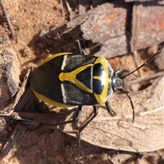 Commius elegans at Acton, ACT - 20 Oct 2024