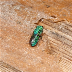 Chrysididae (family) (Cuckoo wasp or Emerald wasp) at Downer, ACT - 21 Oct 2024 by RobertD