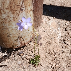 Wahlenbergia sp. at Cooma, NSW - 21 Oct 2024 01:37 PM