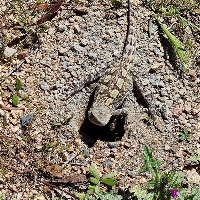 Amphibolurus muricatus (Jacky Lizard) at Tharwa, ACT - 20 Oct 2024 by ChrisHolder