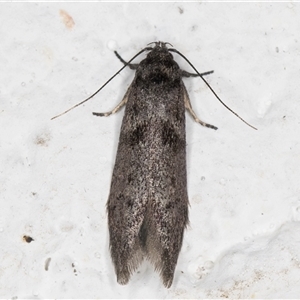 Oenochroa ochrosoma at Melba, ACT - 20 Oct 2024 09:32 PM