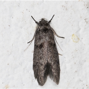 Oenochroa ochrosoma at Melba, ACT - 20 Oct 2024 09:32 PM