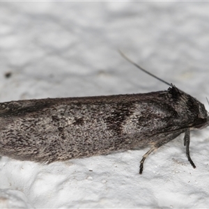 Oenochroa ochrosoma at Melba, ACT - 20 Oct 2024 09:32 PM